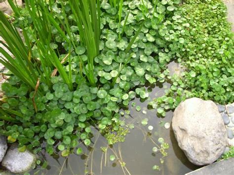 水生植物四大類|水生植物（在水中生长的植物）